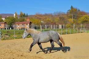 Žrebec na predaj - Percheron - 11