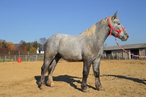 Predám ťažného koňa - Percheron - 11