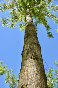 Paulownia-Agát turbo Obelisk - 11