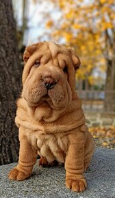 Šarpej, Sharpej, Shar-pei s PP - 11