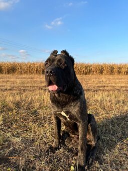 Výnimočné šteniatka americký bandog s rodokmeňom - 11