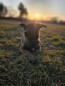 Belgický ovčiak Malinois s PP VOĽNÝ PSÍK - 11