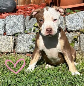 American bully Classic / Standard k odběru - 11