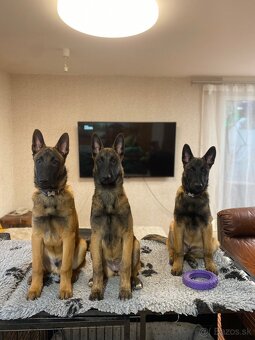 Belgický ovčák Malinois - 11