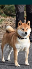 Shiba inu - 11