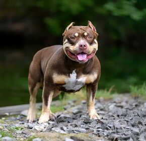 American bully pocket - 11