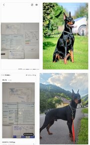 DOBERMAN ŠTENIATKA S FCI P.P - 11