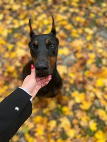 DOBERMAN ŠTENIATKA S FCI P.P - 11