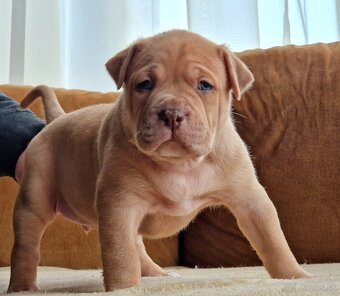 American bully xl - 11