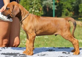 CHS Malumiwanga Rhodesian Ridgeback - 11