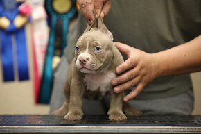 AMERICAN BULLY - 12