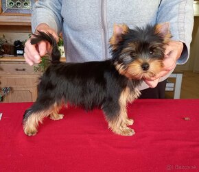 YORKSHIRE TERRIER  s PP - 12