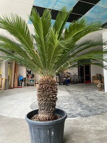 Cycas Revoluta - 12