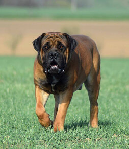 búrský buldok- boerboel-feny-garance zdravých kloubů - 12