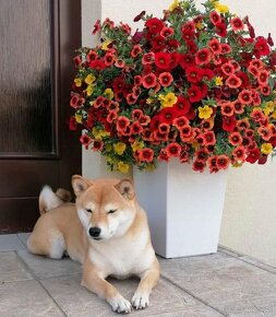 Shiba Inu - 12