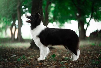 Border Kólia šteniatka Plánovaný vrh - Border Collie puppies - 12