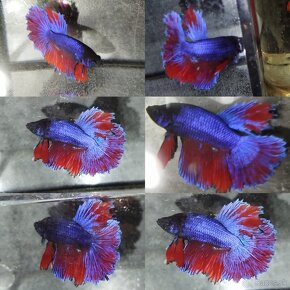 Betta Splendens -Bojovnica Pestrá - 12