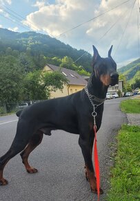 DOBERMAN ŠTENIATKA S FCI P.P - 12