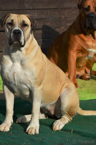 BOERBOEL BALLOTADA -búrský buldok - jihoafrický boerboel - 12