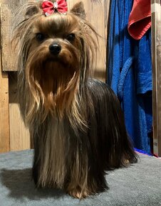 Yorkshire terrier s PP - 12