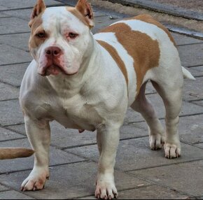 American Bully pekna fenka vnučka GR.CH.Grimm - 12