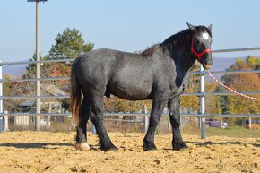 Predám koňa - žrebec Percheron - 12