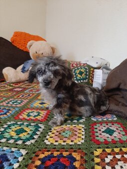 Shih-poo harlekyn - 12