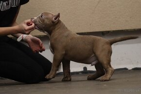 American Bully - 12