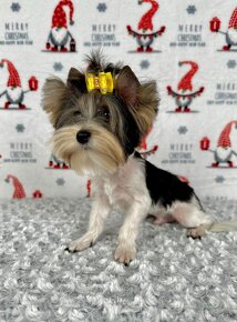 Yorkshirsky terier - Biewer - Yorkshire terrier - Jorkšír - 12