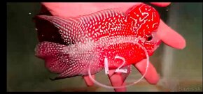 Flowerhorn - 12