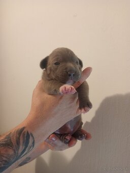 American Bully  Rezervacia - 12