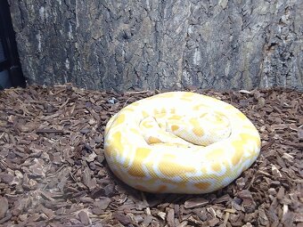 PREDÁM PYTHON MOLURUS BIVITTATUS ALBINO CARAMEL - 12