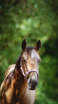 Dvouletá buckskin Quarter Horse klisna, nominace na Futurity - 12