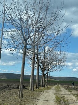 Paulownia- vysadte si svoj vlastný les - 12