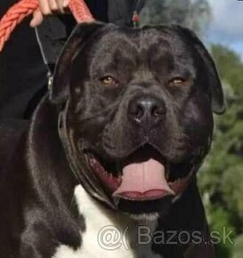 J&K bullys "ponúkame na predaj American bully XL - 12