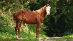 Dvouletá splash Quarter Horse klisna, nominována na Futurity - 12