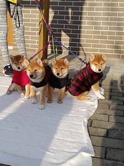 Shiba inu - 12