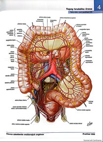 PDF - Netterov anatomický atlas človeka 6. vydanie SK - 12