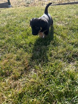 Darujem Šteňata Križenec Jack Russel Terier - 12