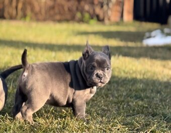 American Bully micro - 12