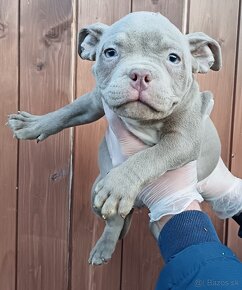 J&K bullys "ponúkame na predaj American bully pocket - 12