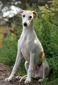 Vipet / Whippet - 12