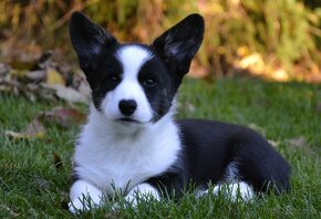 Welsh Corgi Cardigan FCI- krásná dívka - 12