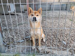 Shiba inu fenka s PP - 12