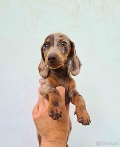 jazvečík dachshund - 12