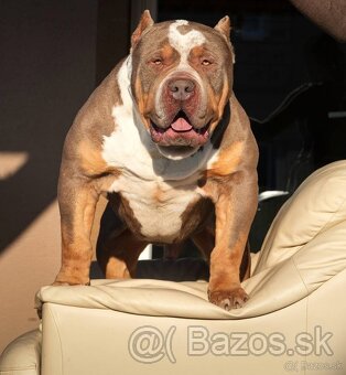 Fena American Bully XL - 12