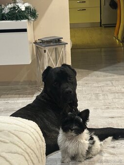 Ponúkam na krytie cane corso - 12