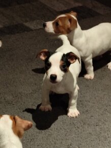 Jack Russell terier - 12