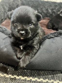 Mini pomeranian do 2,5 kg - 12