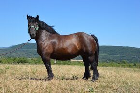 Kobyla na predaj - Švédsky Ardén - 12